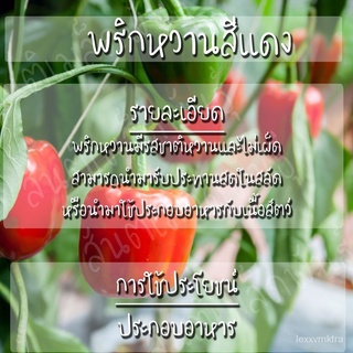 เมล็ดพันธุ์ พริกหวาน สีแดง 40 เมล็ด  Red Sweet Pepper Seed เมล็ดพันธุ์แท้ นำเข้าจากต่างประเทศ ปลูกผัก สวนครัว玫瑰/儿童/园艺/种子