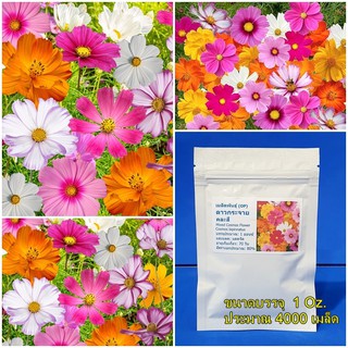 ( 1 ออนซ์ ) เมล็ดพันธุ์ ดาวกระจายคละสี (Mixed Cosmos Flower Seed) ขนาด 1 ออนซ์ ประมาณ 4000 เมล็ด