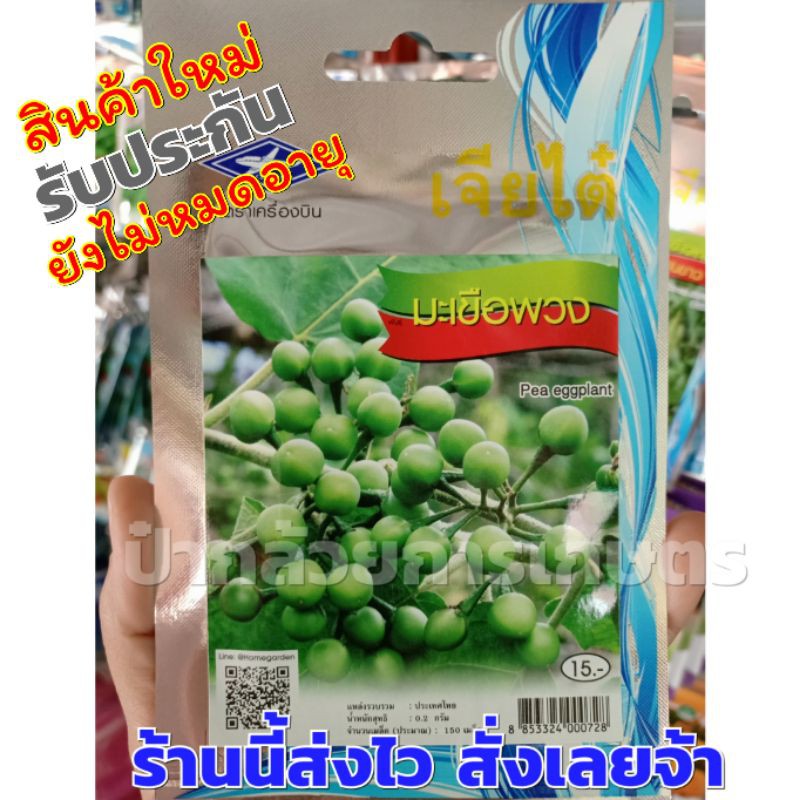 มะเขือพวงไร้หนาม เมล็ดพันธุ์ผักเจียไต๋1 ซอง ประมาณ 150 เมล็ด – โปรปัง