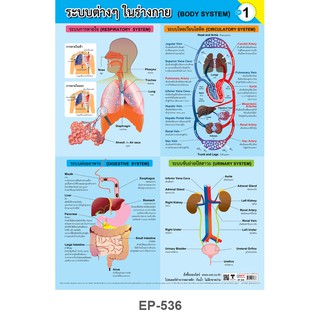 โปสเตอร์พีพี#EP-536/4ระบบในร่างกายชุดที่1