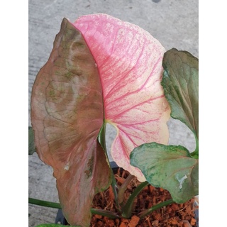 syngonium strawberry ice