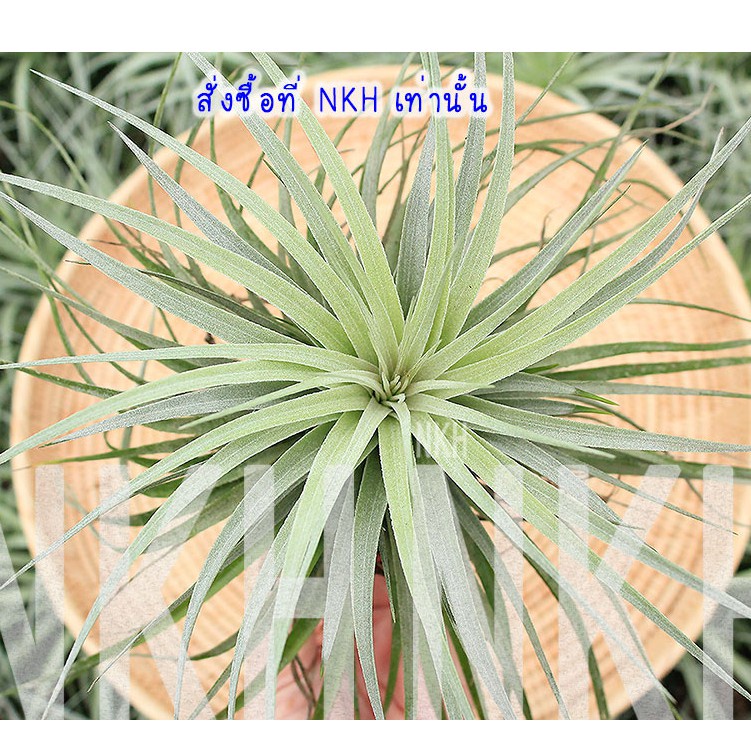 Tillandsia Cotton Candy : สับปะรดสี ทิลแลนเซีย คอตตอนแคนดี้ (ดอกสีชมพูอ่อน)