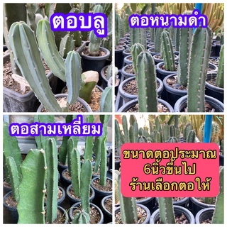 Sjcactus ตอบลู ตอสามเหลี่ยม ตอริทเทอโร ตอหนามดำ