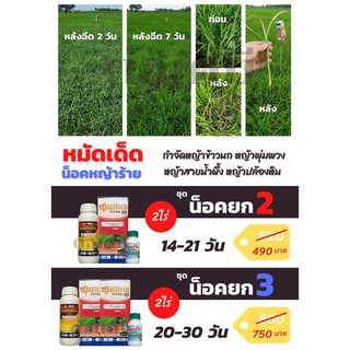 กำจัดหญ้าดื้อยาในนาข้าว ชุดเก็บหญ้าใหญ่ น็อคยก2 3 หญ้าปล้องหิน หญ้าสายน้ำผึ้ง หญ้าแพรกน้ำ หญ้าข้าวนก หญ้าพุ่มพวง