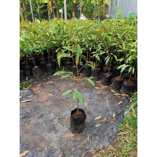 ต้นทุเรียนหมอนทอง 80-90cm ++❗️ ทรงกระโดงถุงใหญ่ ทรงกิ่งข้าง 1 ออเดอร์มากสุดได้แค่ 5 ต้นนะคะ