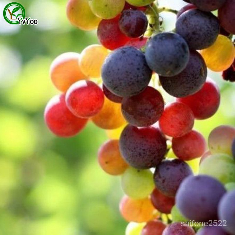 Colorful Grape Seeds Organic Fruit Tree Seeds Home Garden Fruit Plant