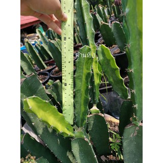 02 -​ ตอสามเหลี่ยม​ด่าง # Cactus แคคตัส กระบองเพชร ไม้อวบน้ำ ไม้กราฟ ราคาถูก ตอสามเหลี่ยม​ ตอด่าง ไม้ด่าง