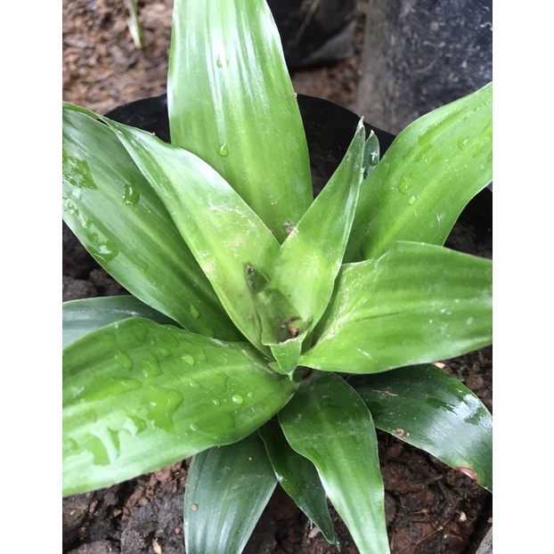 ต้นวาสนา 9 ชั้น ไม้มงคล