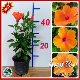 ต้นชบาดอกสีส้ม ชบาดอกสีส้ม ต้นชบาสีส้ม ชบาสีส้ม ชบา ต้นชบา Hibiscus ดอกสีส้ม ดอกสีแสด ชบาฮาวาย ดอกชบาแฟนซี ชบาดอกใหญ่