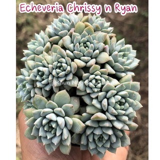 Echeveria Chrissy n Ryan