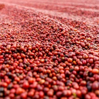 Pandora Coffee เมล็ดกาแฟ บราซิล Brazil Cerrado Finecup คั่วกลาง Medium Roast