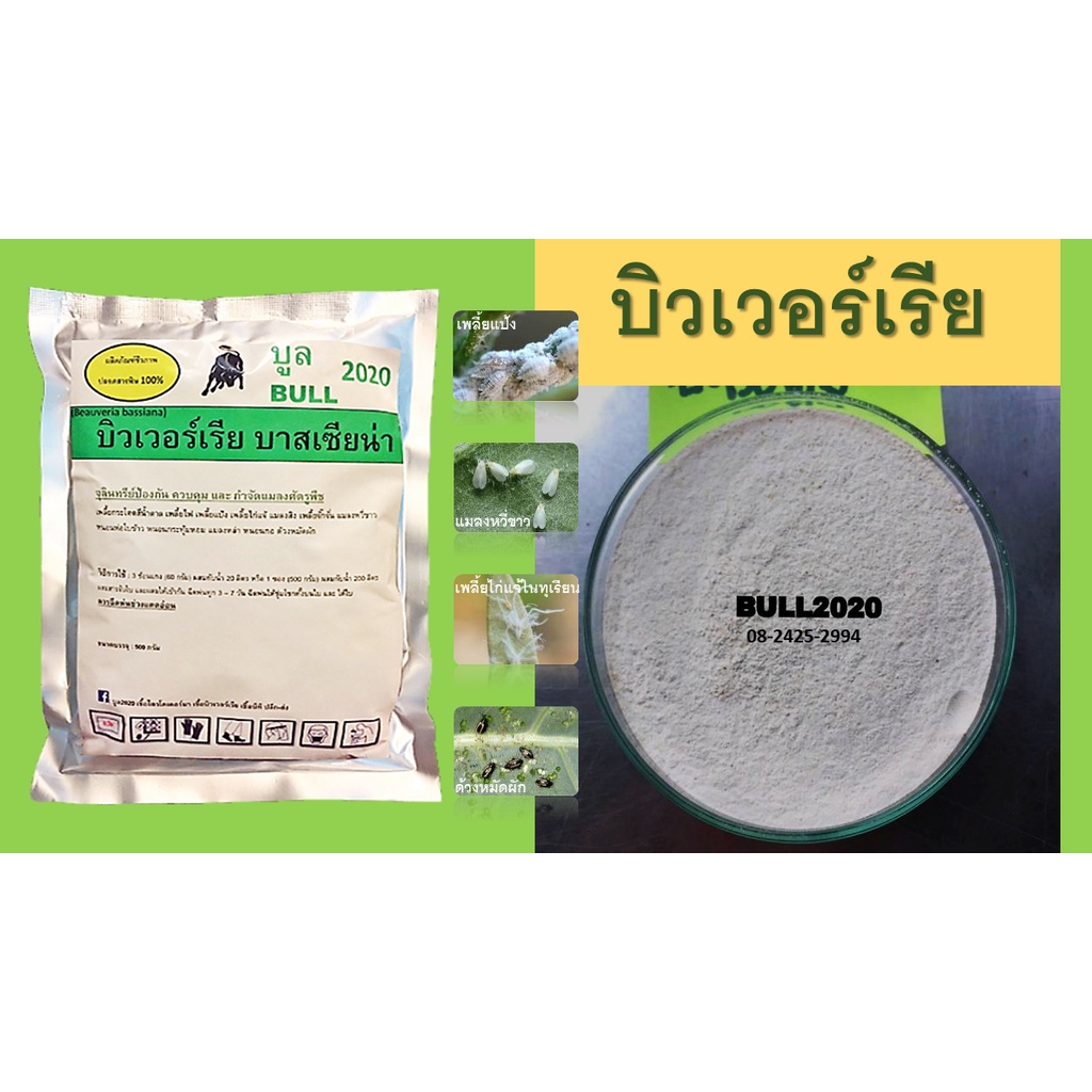 บูลบิวเวอร์เรีย 500g. เชื้อบิวเวอร์เรีย ชีวภัณฑ์ป้องกัน กำจัดแมลงศัตรูพืช เพลี้ยทุกชนิด ไรแดงไรขาว แมลงหวี่ขาว