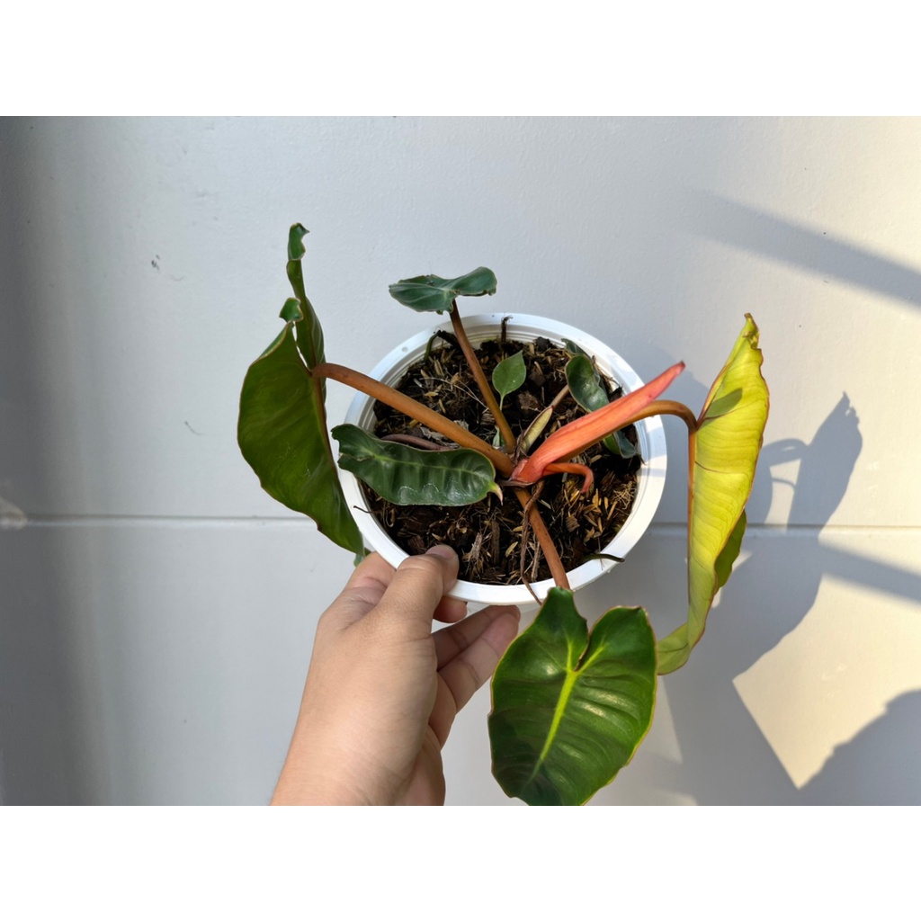 มุมมอง 3