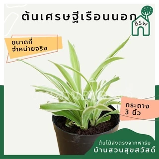 ต้นไม้มงคล 20 บาท 5 แถม 1 ต้นไม้ฟอกอากาศ ไม่มีขั้นต่ำการสั่ง อัพเดตทุกเดืแน