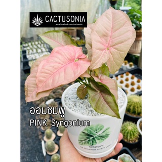 ออมชมพู / Pink Syngonium / ไม้มงคล