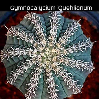 [ถูกที่สุด]แคคตัสยิมโนหนามแมงมุม Gymnocalycium Quehlianum กระบองเพชร ขนาด3.5-5ซม. ยิ่งโตหนามจะยิ่งถี่ขึ้น