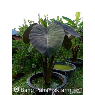 Colocasia Black Magic var แบ็คเมจิกกลายรีบเก็บมีชิ้นเดียวขนาดต้นสูง100-100ซม.