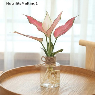 [NutriliteMelting1] กระถางดอกไม้พลาสติกใส ไฮโดรโปนิก สีเขียว แบบเรียบง่าย