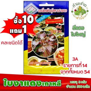 (ซื้อ10แถม1) เมล็ดพันธุ์ ใบงาแดงเกาหลี Red Perilla ประมาณ 500เมล็ด 3A สามเอ ใบงาเกาหลี ชิโสะ ชิโซะ ผักสวนครัว