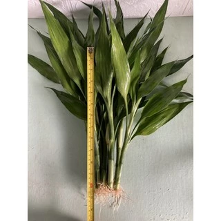 ไผ่กวนอิมสูงประมาณ25-35cm(10ต้น)มีรากแล้วพร้อมสำหรับปลูกลกระถาง ลงแปลงดิน