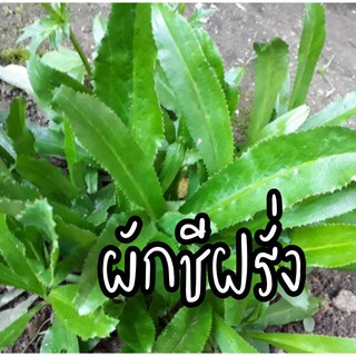 เมล็ดพันธุ์ผักชีฝรั่ง