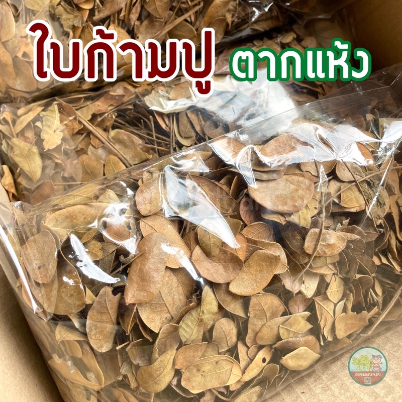 ใบก้ามปูตากแห้ง แท้ 100% (1 ถุง 100 กรัม) บรรจุในถุงซีล วัสดุปลูกไม้ด่าง บอนสี กัดสีสวย