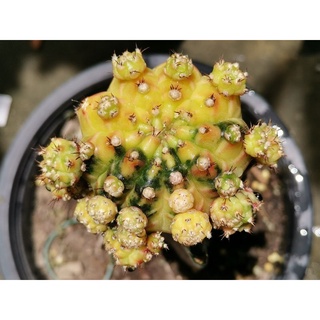 No.ม1 -​ โมโมทาโร่ แม่พันธุ์​ 1 ต้น ตรงปก MOMOTARO GYMNO​ GYMNOCALYCIUM​ Cactus แคคตัส กระบองเพชร ไม้อวบน้ำ ไม้กราฟ