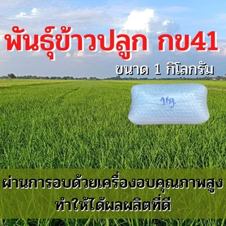 พันธุ์ข้าวปลูก กข41 เมล็ดพันธุ์ ข้าวปลูก กข41 เมล็ดพันธุ์ข้าว พันธุ์ข้าว กข.41 ให้ผลผลิตดี (1 กิโล)