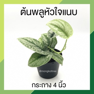 ต้นพลูหัวใจแนบ กระถาง 4 นิ้ว Scindapsus Pictus Exotica พลูหัวใจแนบ ลายชัดมาก ต้นไม้มงคล ต้นไม้ประดับ