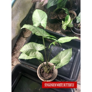 SYNGONIUM WHITE BUTTERFLY
ต้นไม้มงคล "เงินไหลมา" จัดส่งพร้อมกระถาง 4 นิ้ว