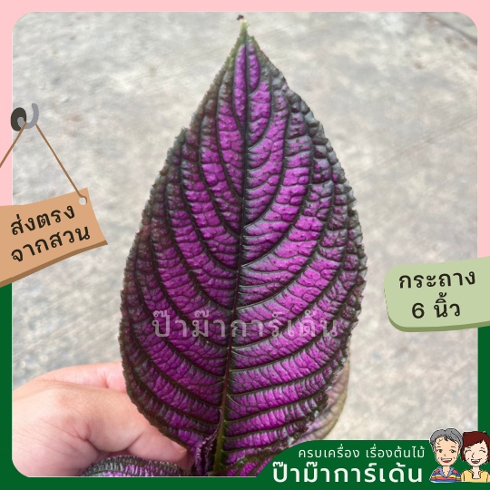 มุมมอง 3