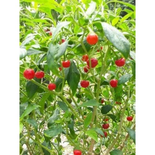 เมล็ดพันธุ์ พริกตุ้มจิ๋ว (Thai Cherry Hot Pepper Seed) เผ็ด บรรจุ 15 เมล็ด คุณภาพดี ราคาถูก ของแท้ 100%