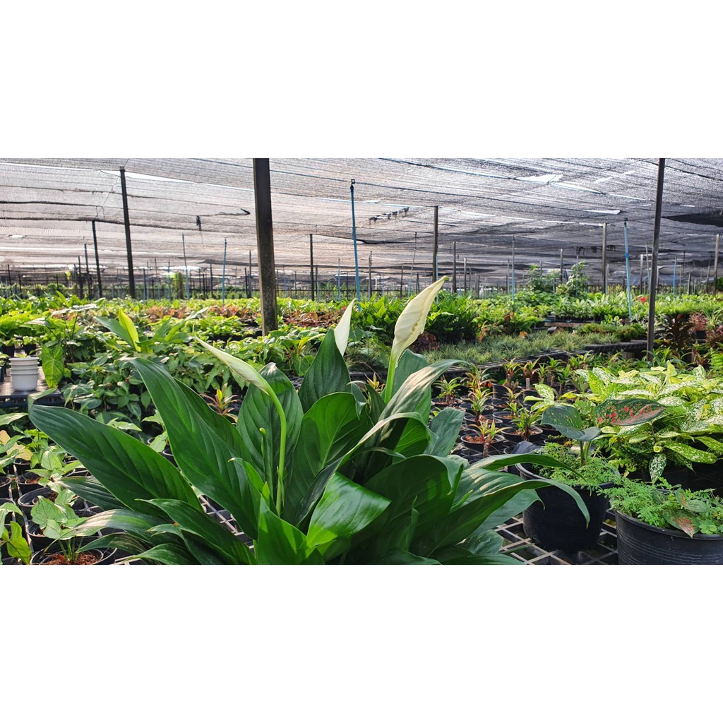 มุมมอง 3