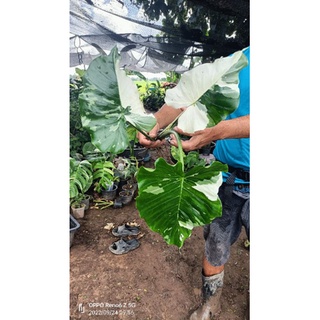 Alocasia okinawa silver ไม้แยกหน่อ ชำแข็งแรง