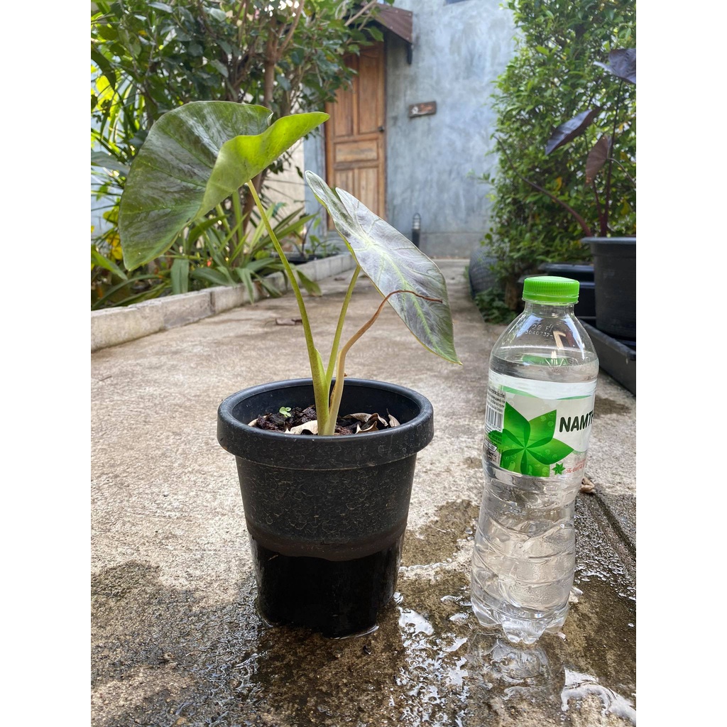Colocasia esculenta aloha สินค้านี้เหมาะกับทุกคนที่สนใจต้นไม้ ชื่นชอบความแปลกใหม่ การจัดส่งผู้ส่งจะจัดส่งให้เร็วที่สุด