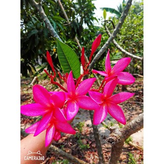 ✌กิ่งพันธุ์ลีลาวดีสีชมพู แดง(3 กิ่ง)ยาว30ซม.จำปา Frangipani, Plumeria Temple Tree Graveyard Tree(สินค้าพร้อมส่ง)