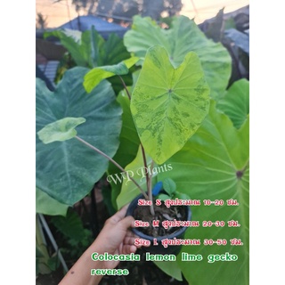 Colocasia ความสูง 20-30 ซม.