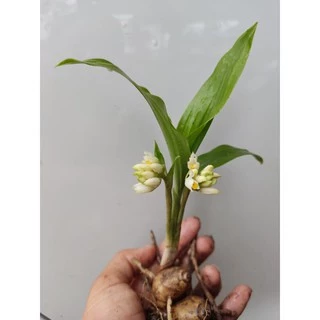 ว่านจูงนาง ว่านเสน่ห์มหานิยม🌱หัวละ5฿5฿5฿🎉