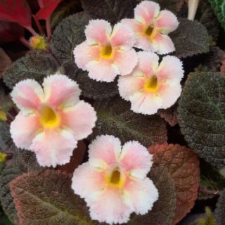 Episcia (สตาร์)กระถาง4นิ้ว