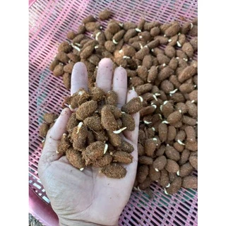 🍀เมล็ดงอกโกโก้ พร้อมปลูก พันธุ์ชุมพร1 เมล็ดละ 1-2 บาท พร้อมเมล็ดแถม อายุต้นพันธุ์ 30++🍀