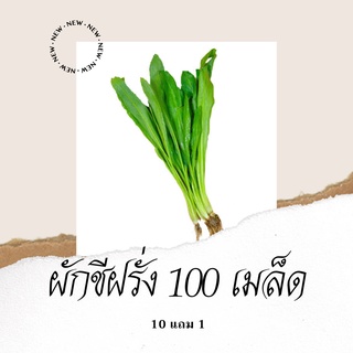 เมล็ดพันธุ์ผัก ผักชีฝรั่ง 100เมล็ด 10แถม1 คละได้ ปลูกง่ายโตไว