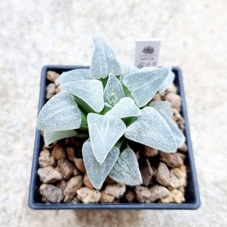 พร้อมส่ง!!ฮาโวเทีย Haworthia pygmaea hybridHakugin Tetsudou จัดส่งล้างราก