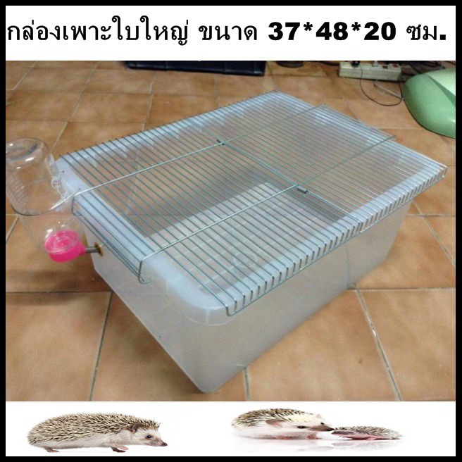กล่องลี้ยงเม่น กล่องเลี้ยงหนูแฮมเตอร์  เพาะใหญ่ ขนาด 48 x 37 x 20 cm พร้อมฝาตระแกง แข็งแรง ราคาถูก กล่องเพาะใหญ่