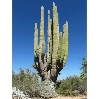 Pachycereus pringlei (Mexican Giant Cardon) (10 เมล็ด)