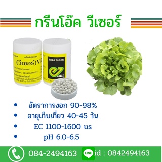 เมล็ดผักสลัด ชนิดเคลือบ กระปุก 1000 เมล็ด(Enza)