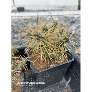 Cylindropuntia hystrix เด็ดหน่อสด