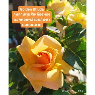 กุหลาบ​ โกลเด้นท์​ บุดด้า(Golden Bhuda)​