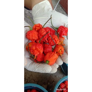 Carolina Reaper Seeds (พริกร้อนที่สุดในโลก) ผักกาดหอม/มะละกอ/ผู้ชาย/หมวก/เมล็ด/กระโปรง/สวน/กุหลาบ/สร้อยข้อมือ/ 0PGP