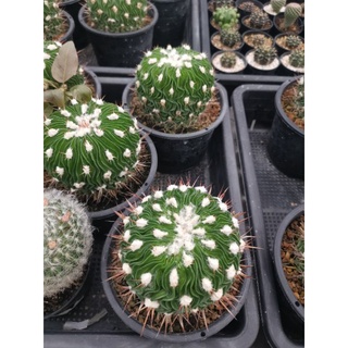 กระบองเพชร cactus คลื่นสมองไม้ตัดลงจากตอ มีรากแข็งแรง  Brain Cactus  หรือ Wave Cactus ขนาดอยู่ในกระถาง 5 นิ้ว