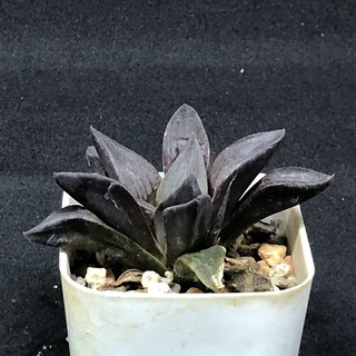 Haworthia ฮาโวเทีย ขนาดกลาง ไม่มีหน่อ